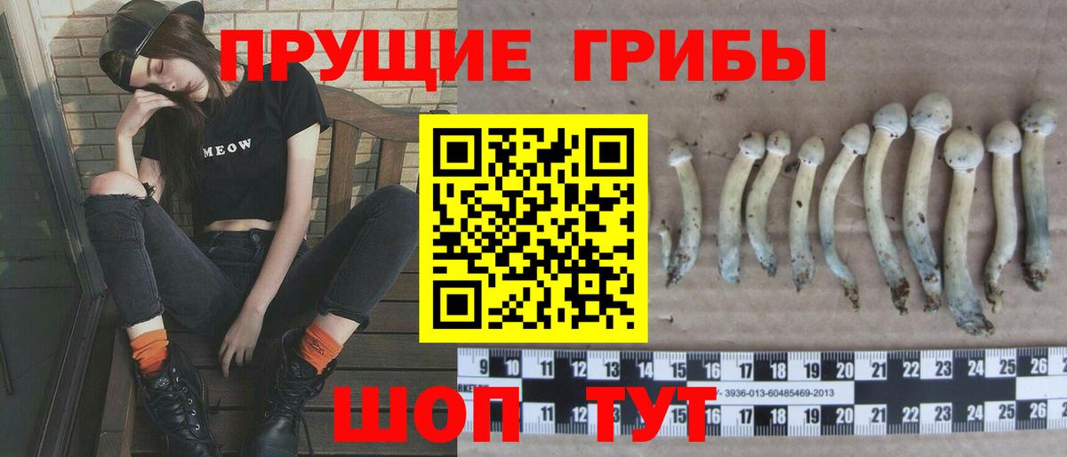 Галлюциногенные грибы GOLDEN TEACHER  продажа наркотиков  Заволжье  Вход с VPN 